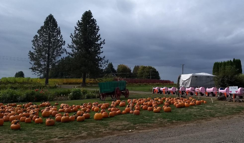 The Best Corn Mazes Pumpkin Patches In Oregon U Store Self Storage